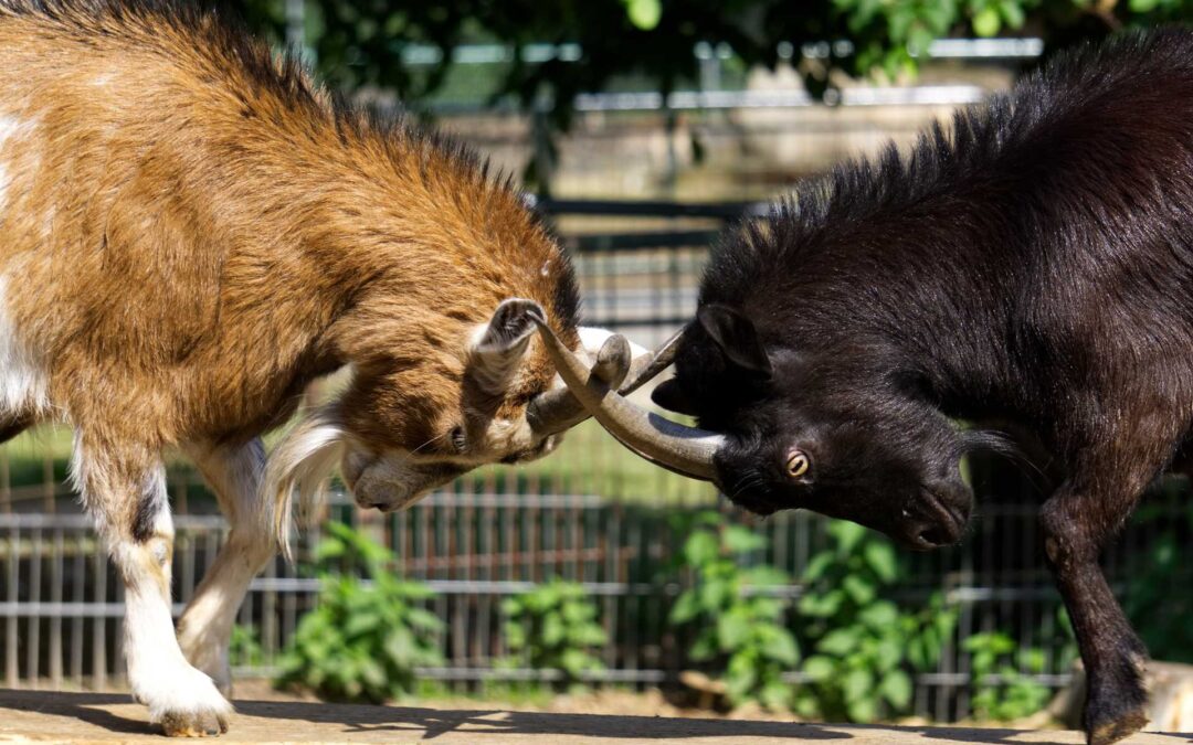 The (Essential) Parts of your Business’ Shareholder Agreement